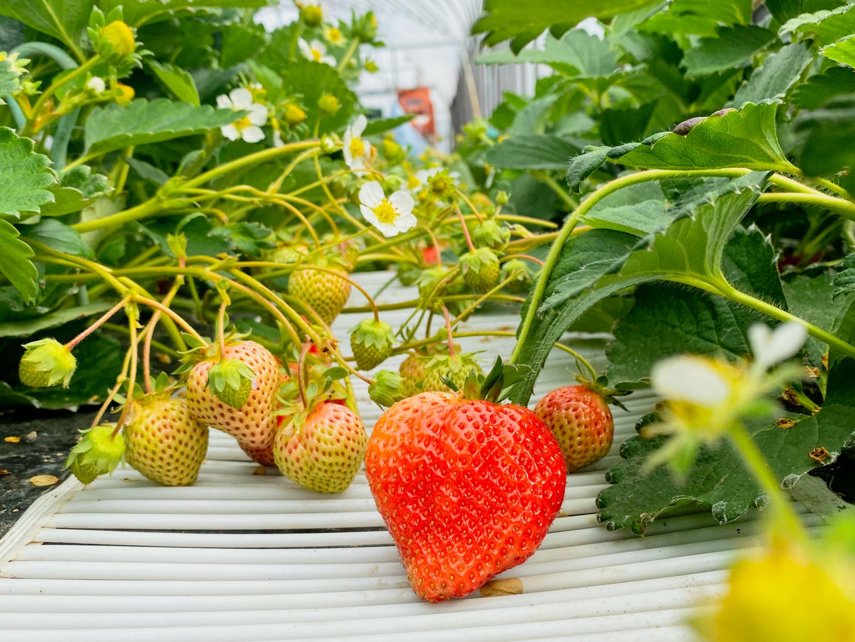 Strawberry Picking at Uruu Farm Strawberries-0