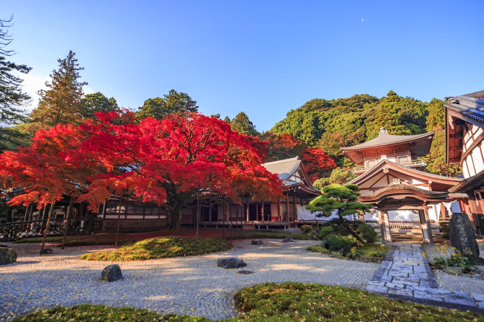 Come for both the new summer greenery and the autumn leaves! Raizan Sennyoji Daihioin Temple-1