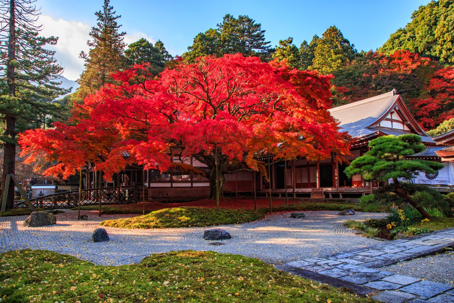 Come for both the new summer greenery and the autumn leaves! Raizan Sennyoji Daihioin Temple-2