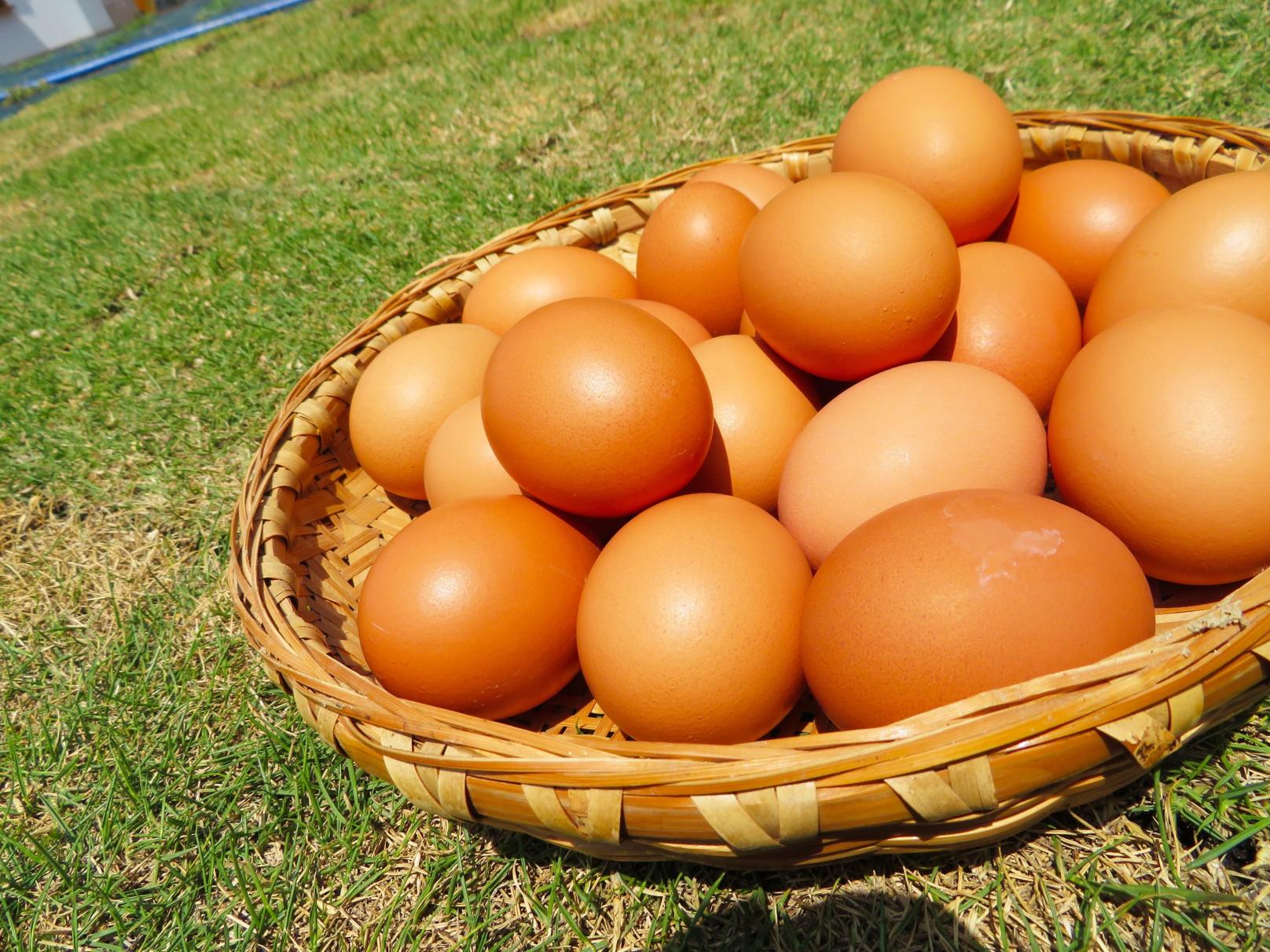 Try delicious food and sweets using high grade eggs at Itoshima Farm House UOVO-4