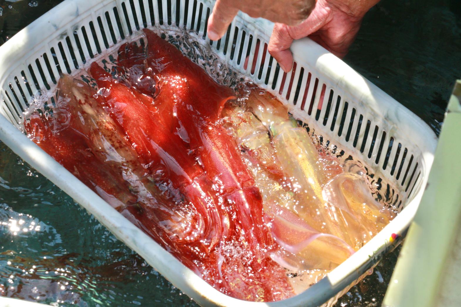 おいしい冷凍イカは、水揚げから冷凍までの時間が命！-1