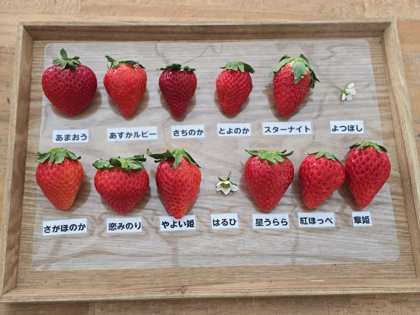 13種のいちごを食べ比べ-0