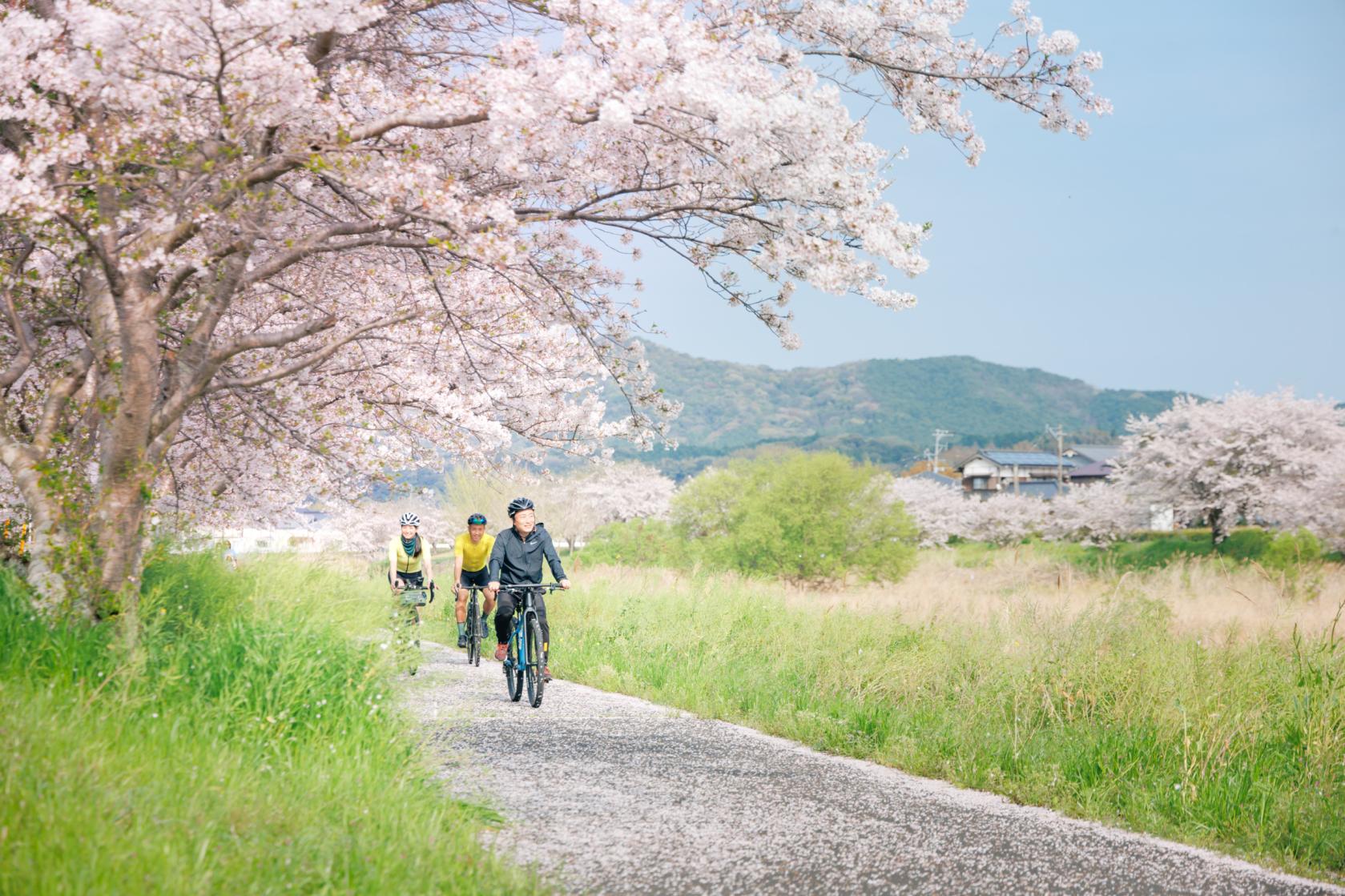 今川サイクリングロードで春爛漫の“さくライド”-1