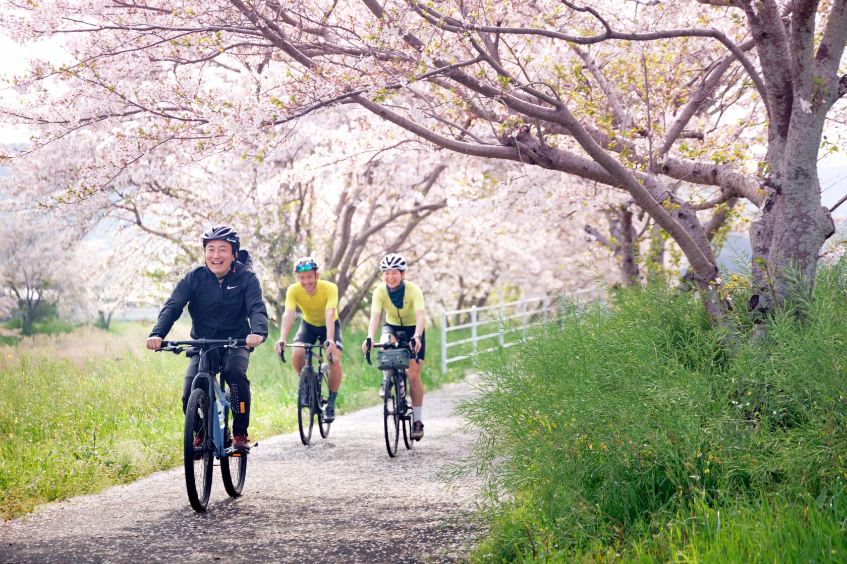 今川サイクリングロードで春爛漫の“さくライド”-0