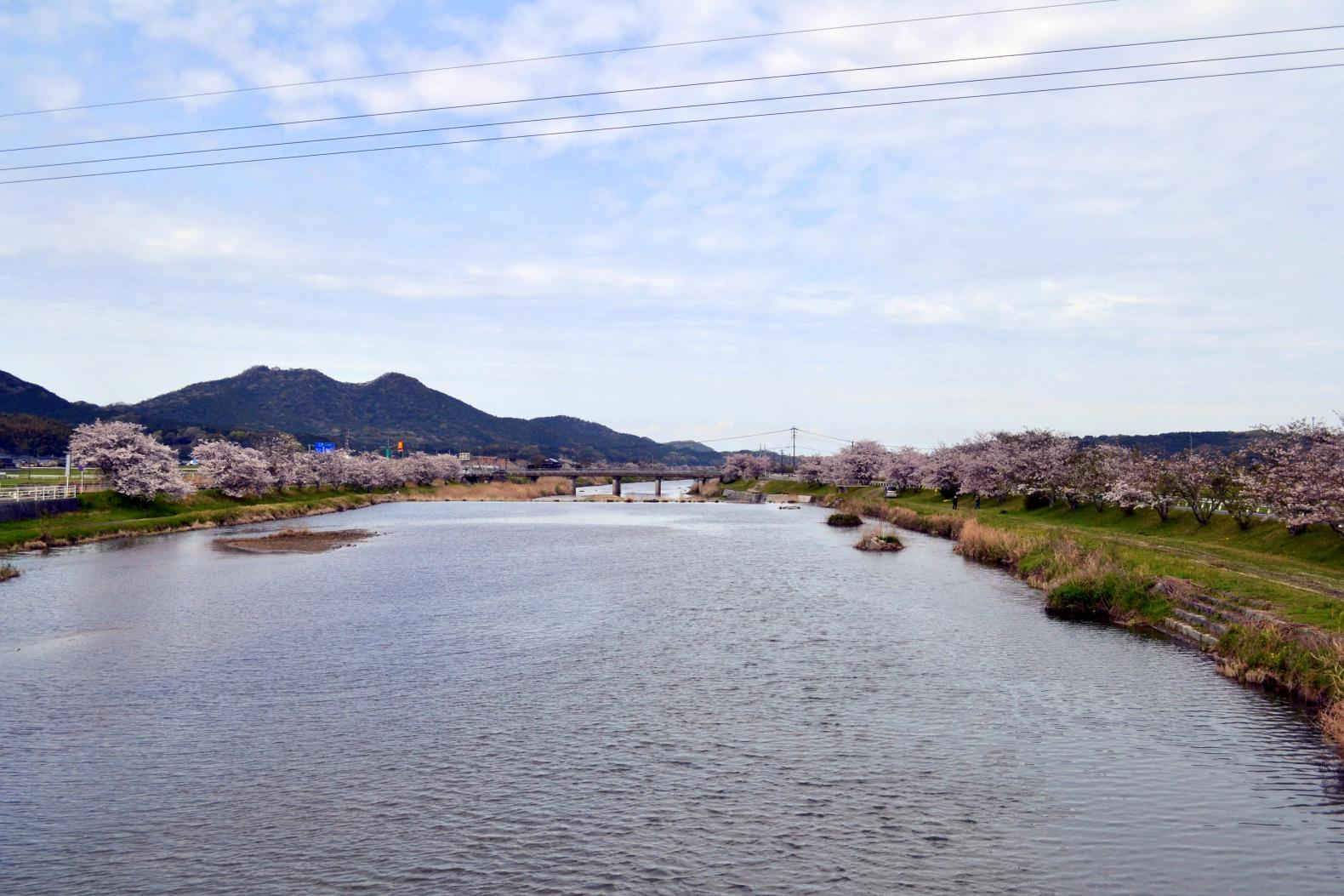 今川サイクリングロードで春爛漫の“さくライド”-4