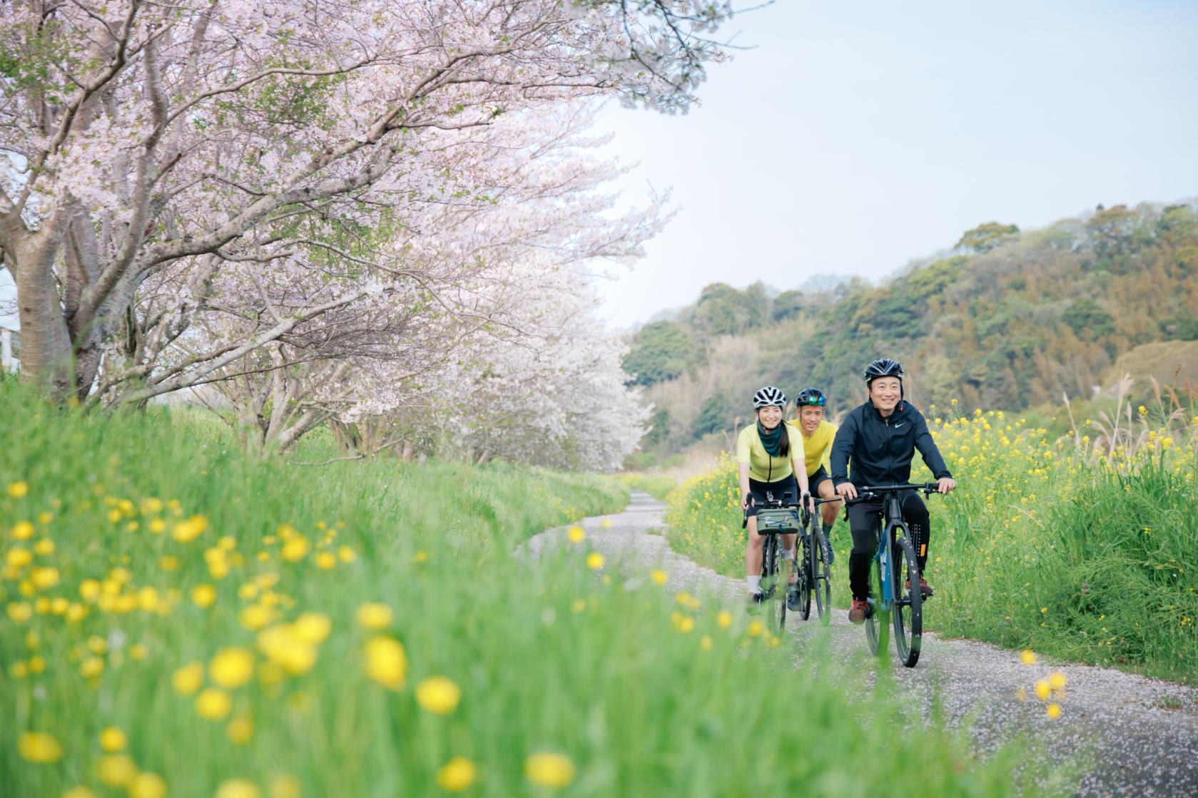 今川サイクリングロードで春爛漫の“さくライド”-2