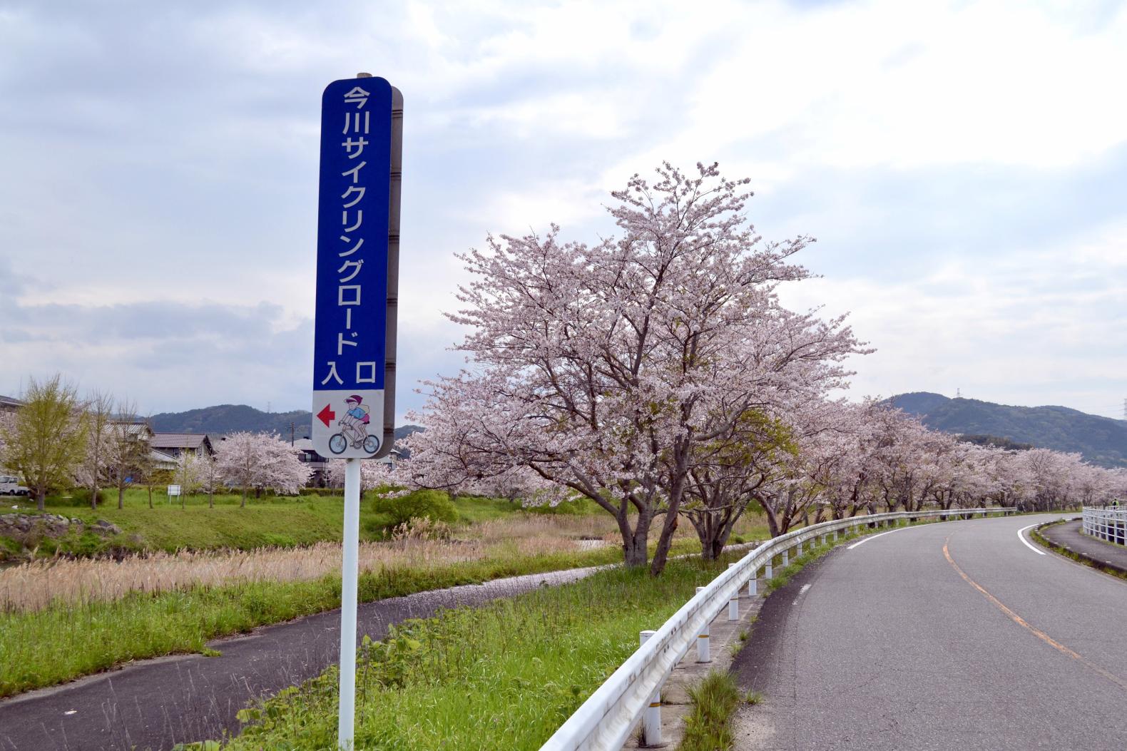 今川サイクリングロードで春爛漫の“さくライド”-5