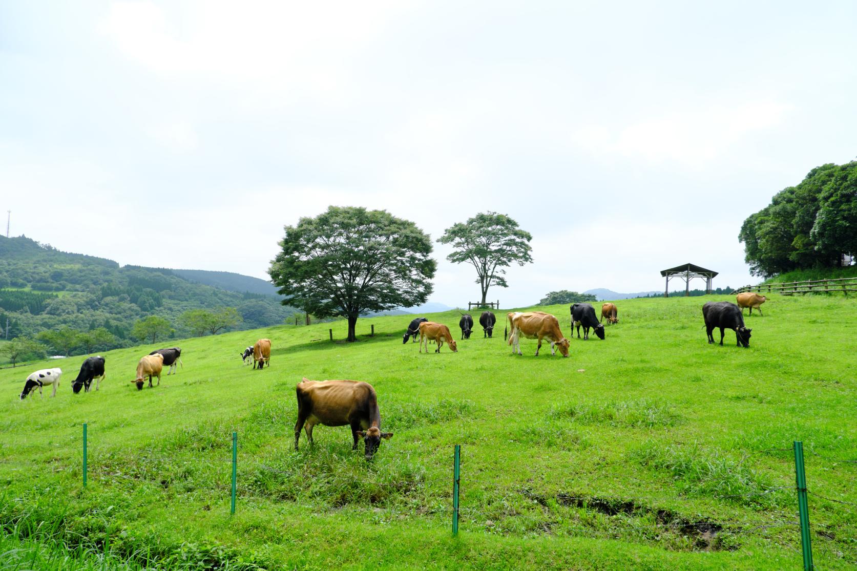 【3日間コース】福岡～宮崎～熊本-1