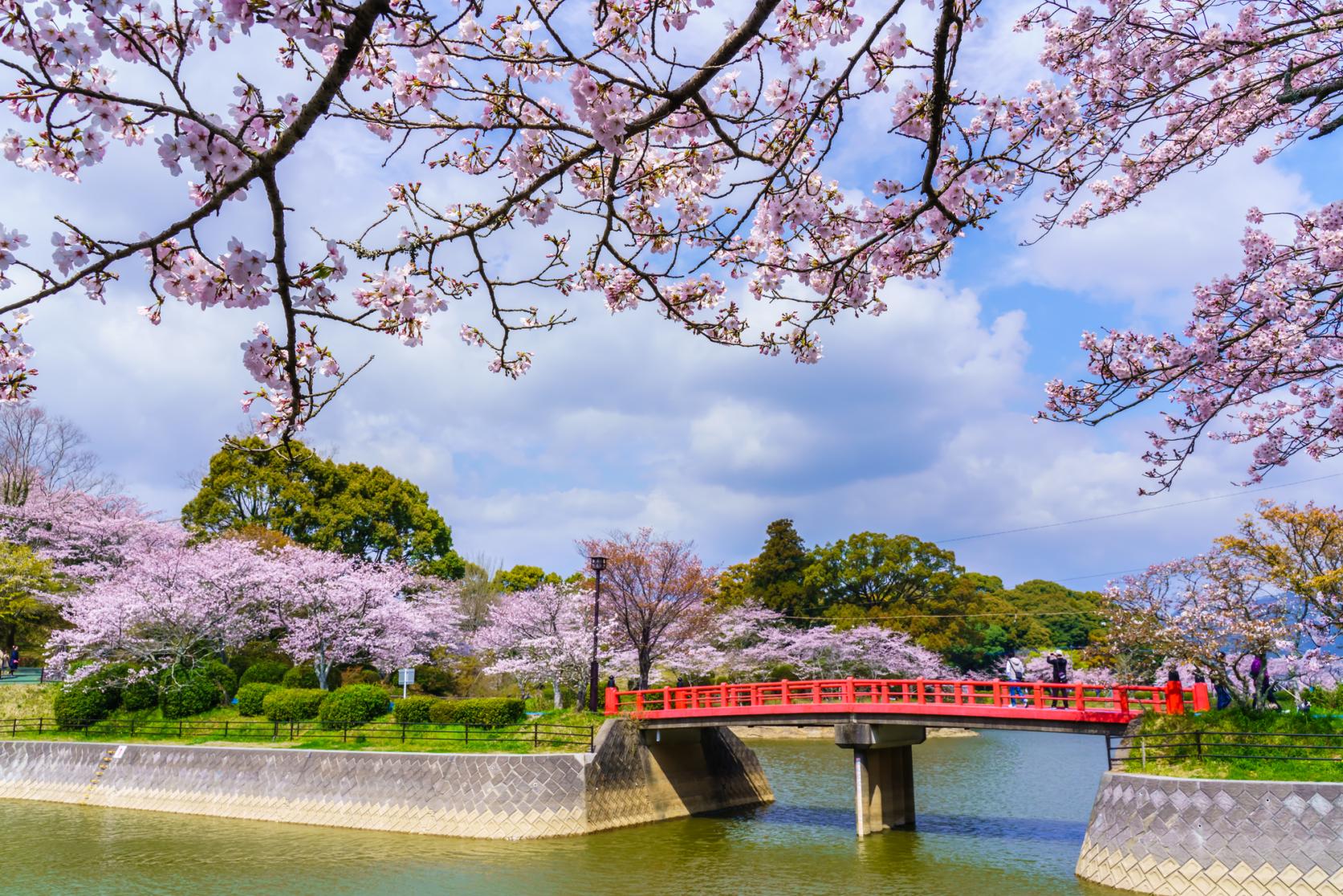 Places to See Cherry Blossoms in the Fukuoka Area-0