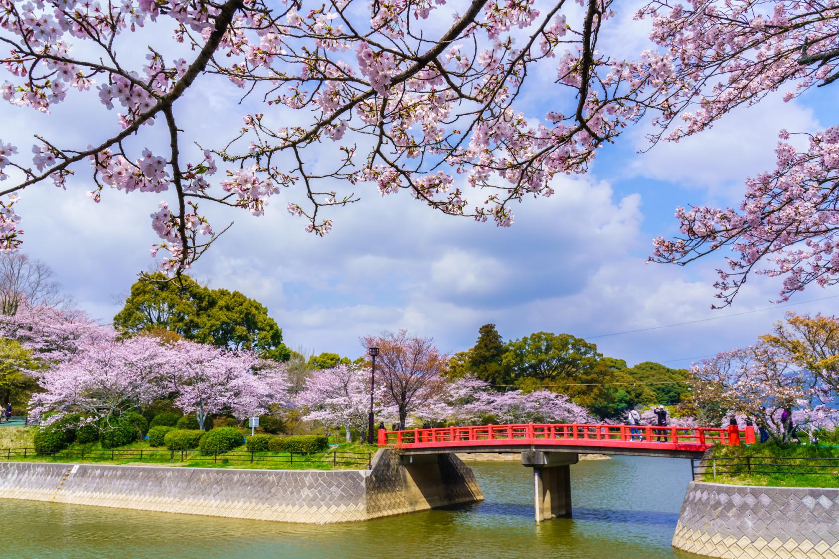 福岡エリアのお花見スポット-0