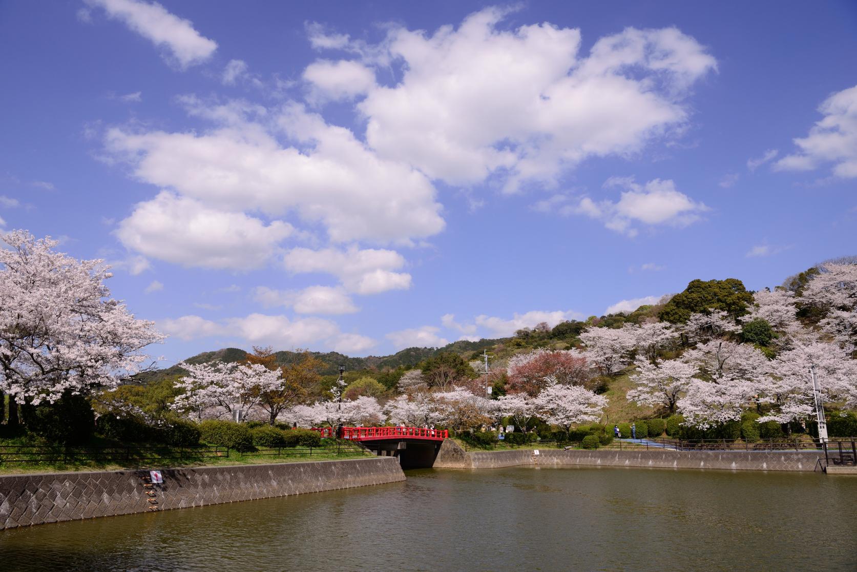 Places to See Cherry Blossoms in the Fukuoka Area-2
