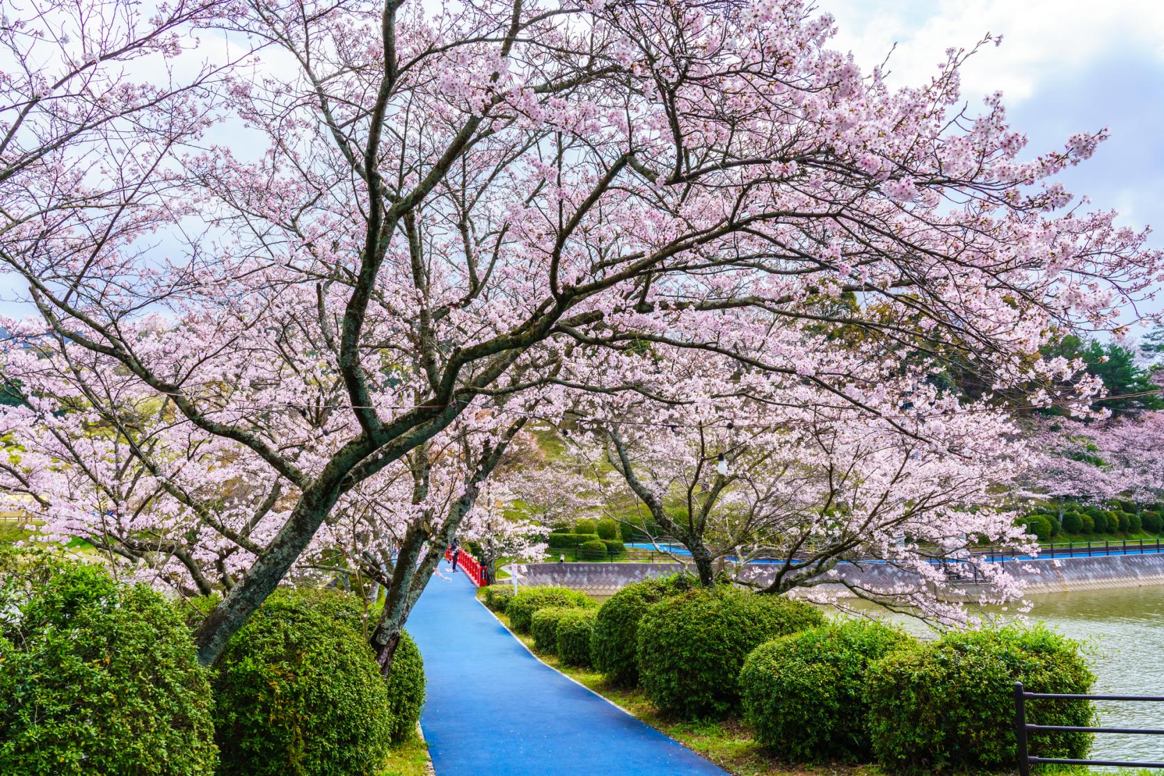 Places to See Cherry Blossoms in the Fukuoka Area-1