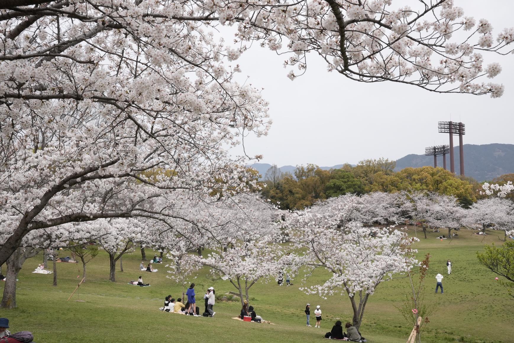 ＜春日市での楽しみ方➀＞緑豊かな広い公園で過ごす豊かな時間-0