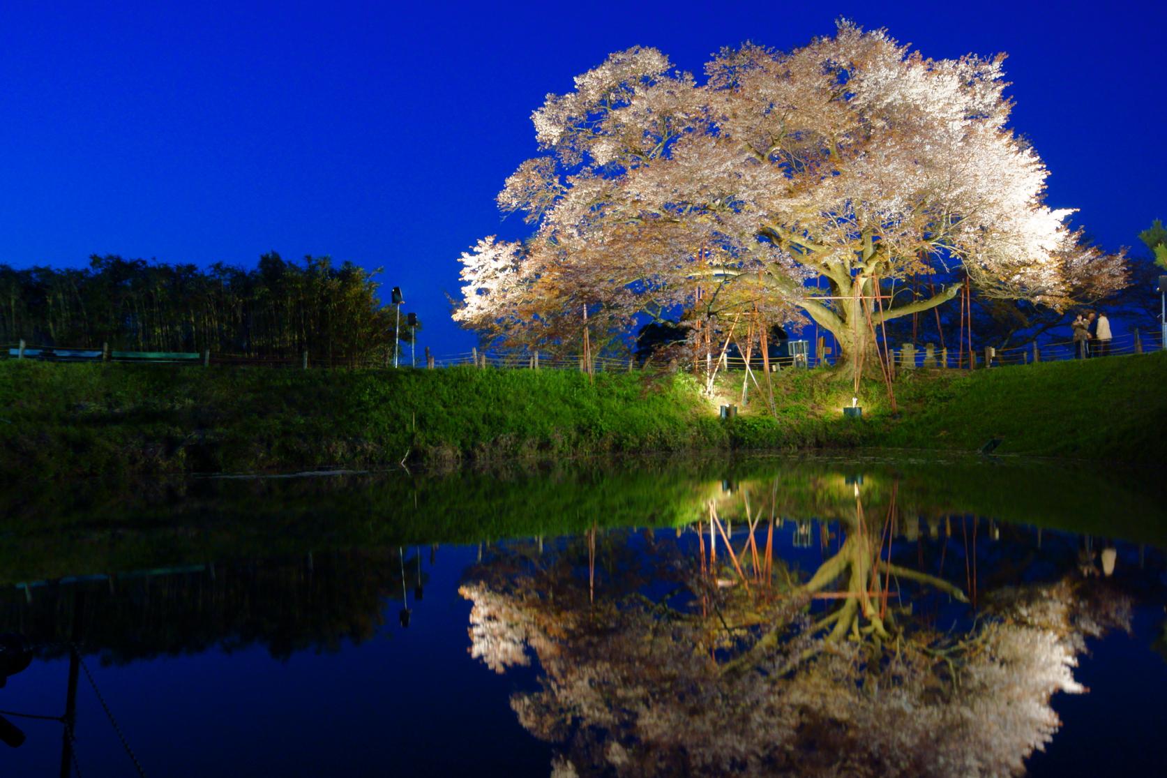 Places to See Cherry Blossoms in the Chikugo Area-3