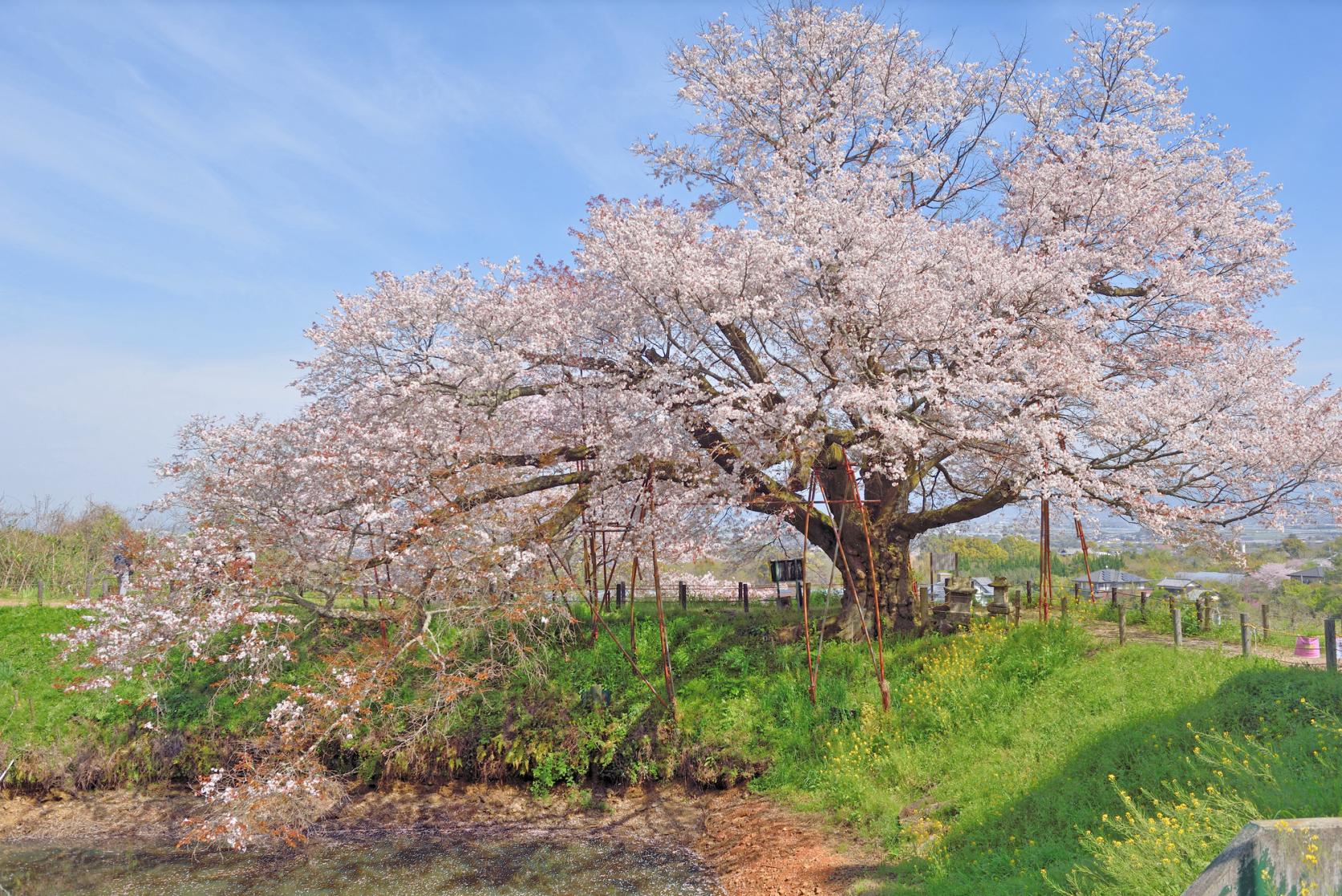 Places to See Cherry Blossoms in the Chikugo Area-2