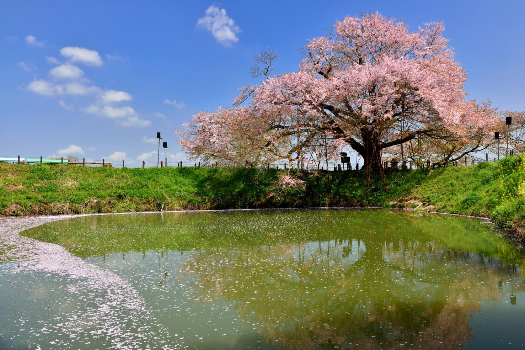 Places to See Cherry Blossoms in the Chikugo Area-1