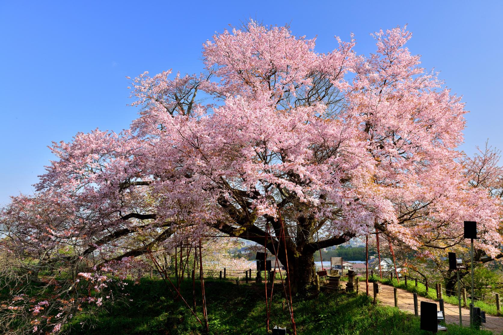 Places to See Cherry Blossoms in the Chikugo Area-0