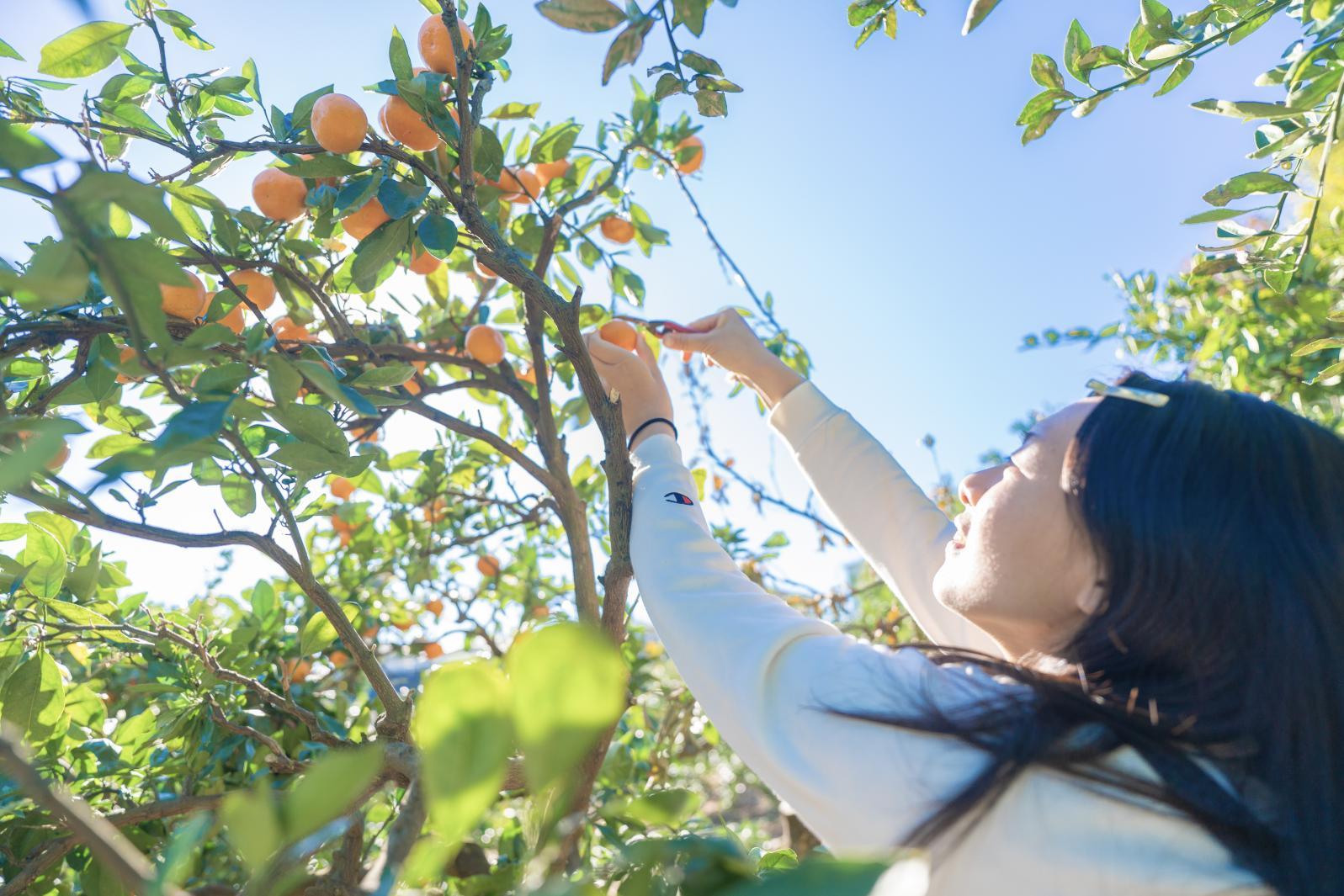 岡垣町ってどんなところ？-3