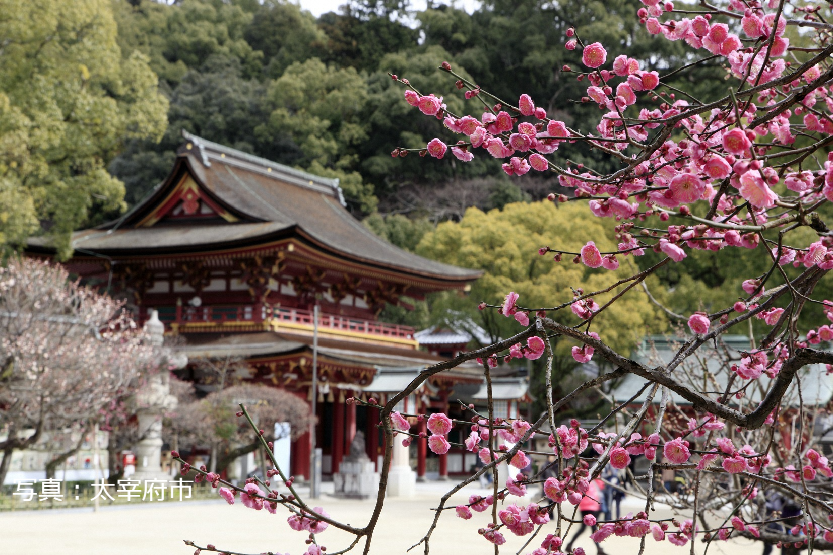 神社仏閣で楽しむ梅-0