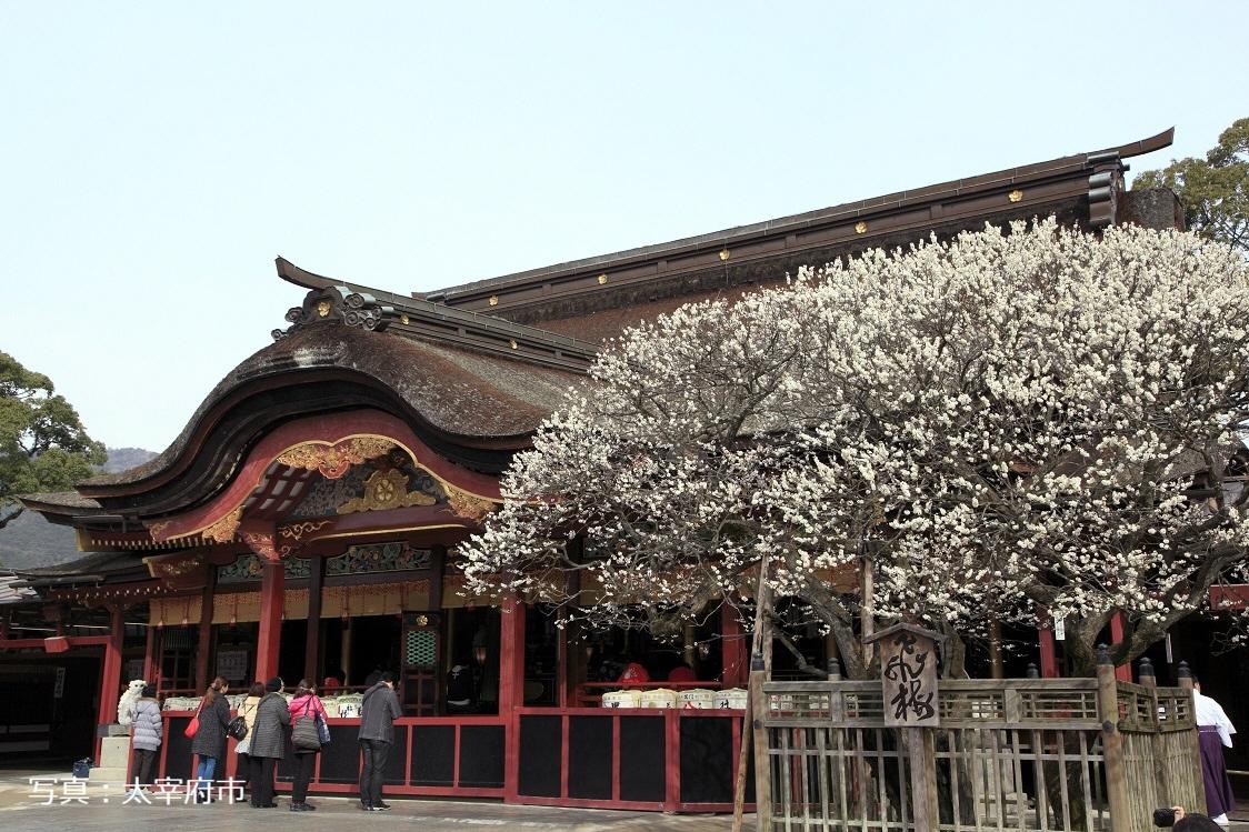 神社仏閣で楽しむ梅-2