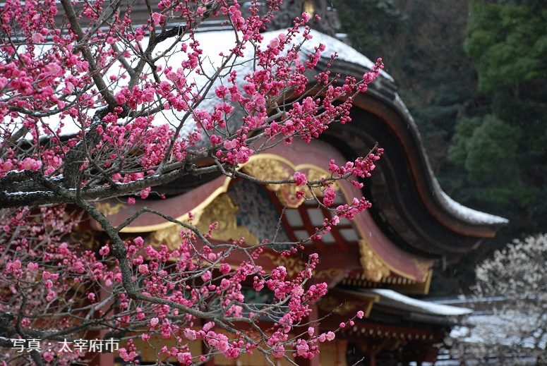 神社仏閣で楽しむ梅-1