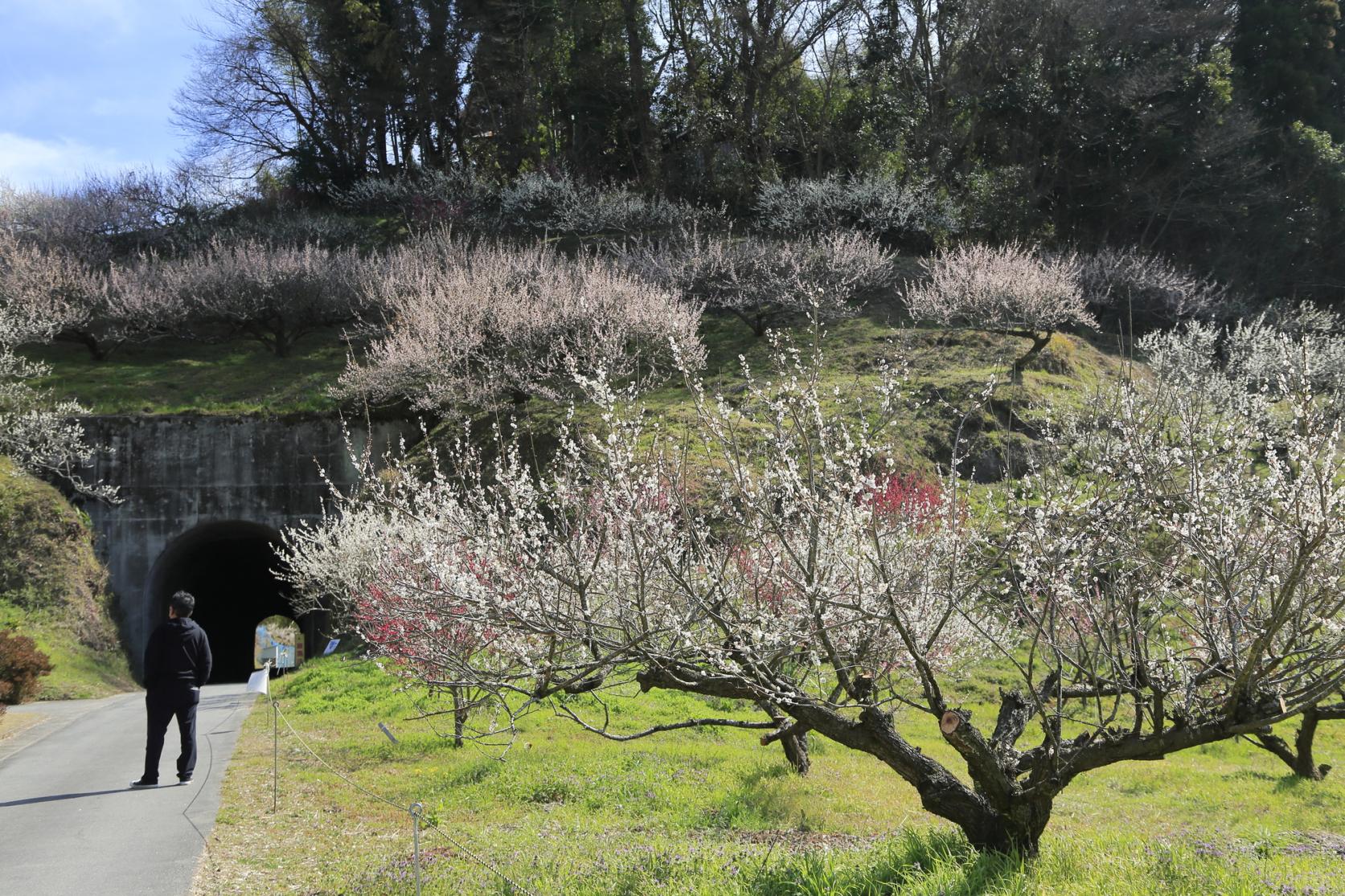 自然の中で鑑賞しよう！梅林＆公園-2