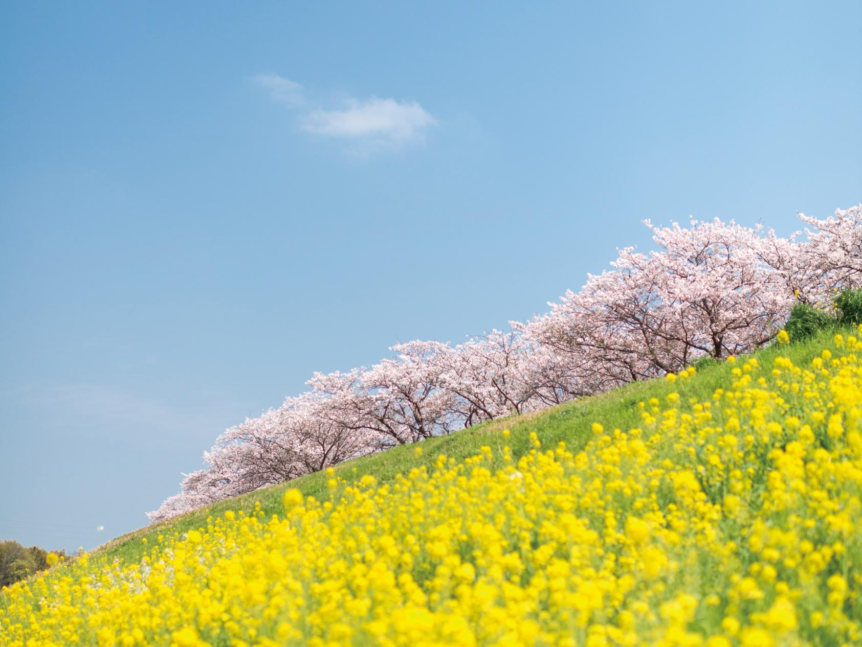 「九州オルレみやま・清水山コース」のある「みやま市」ってどんなところ？-0