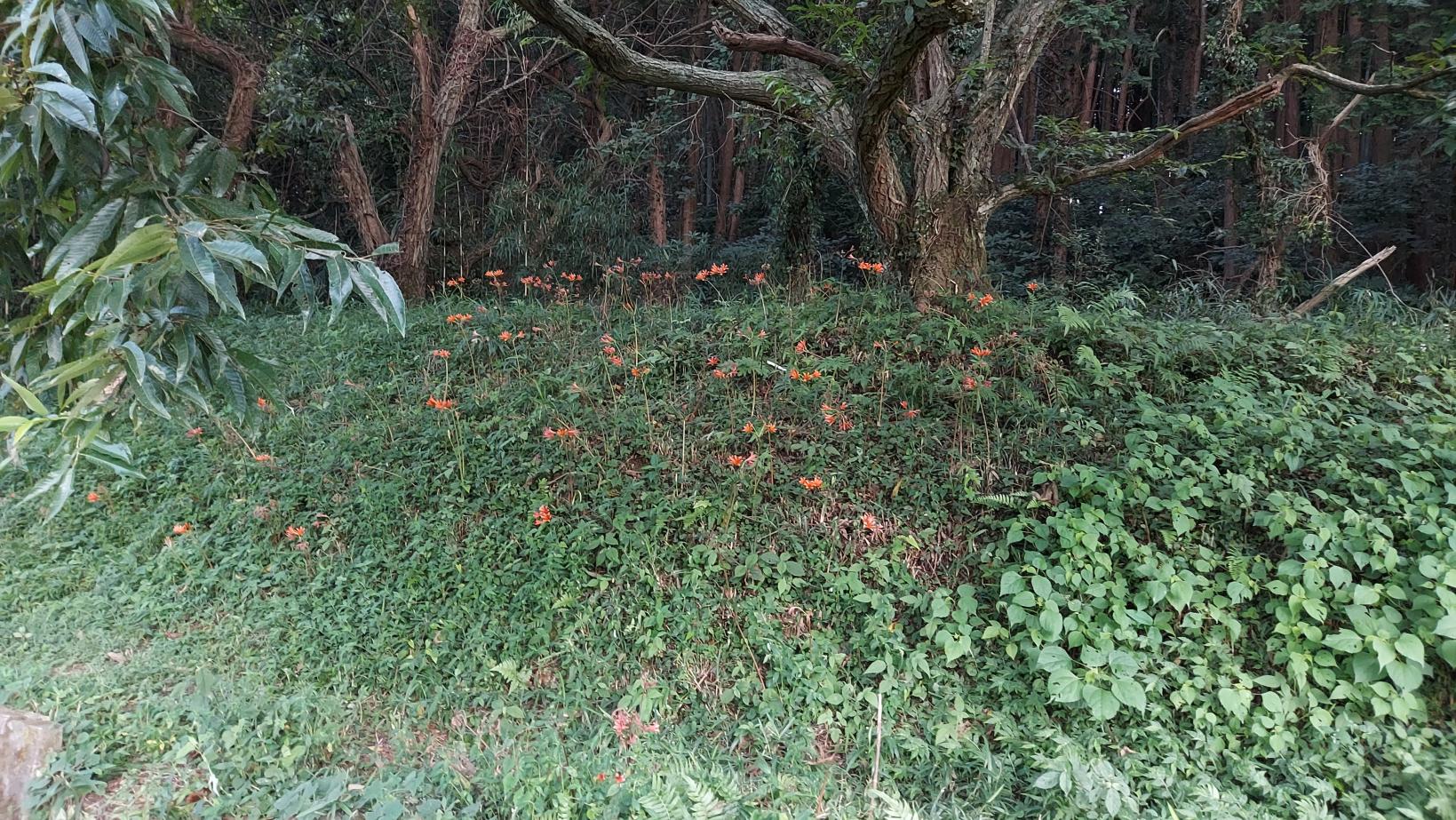 ＜みやこ町での楽しみ方➀＞色とりどり！四季を彩る花々に癒される-2