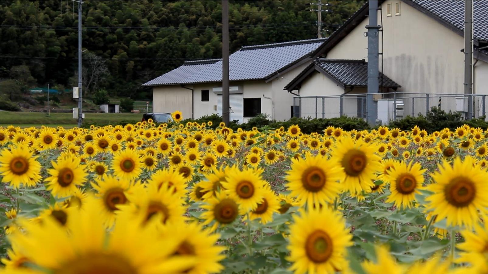 ＜みやこ町での楽しみ方➀＞色とりどり！四季を彩る花々に癒される-3