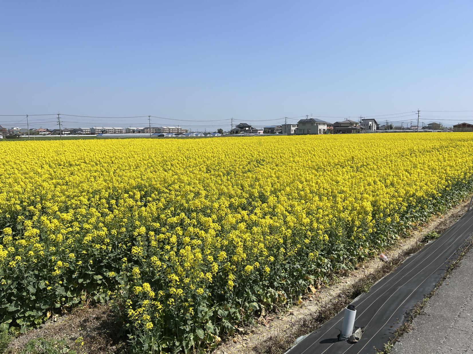 ＜大木町での楽しみ方②＞緑の風が吹き渡るふるさと-0