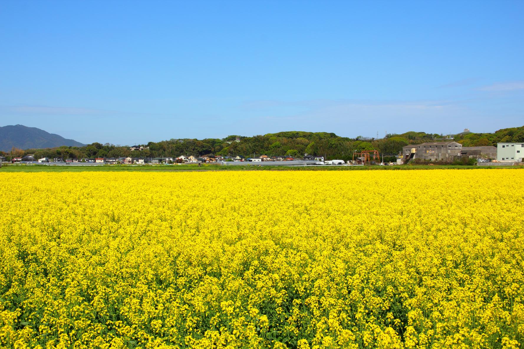 ＜遠賀町での楽しみ方①＞自然豊かな遠賀でのんびり散策-4