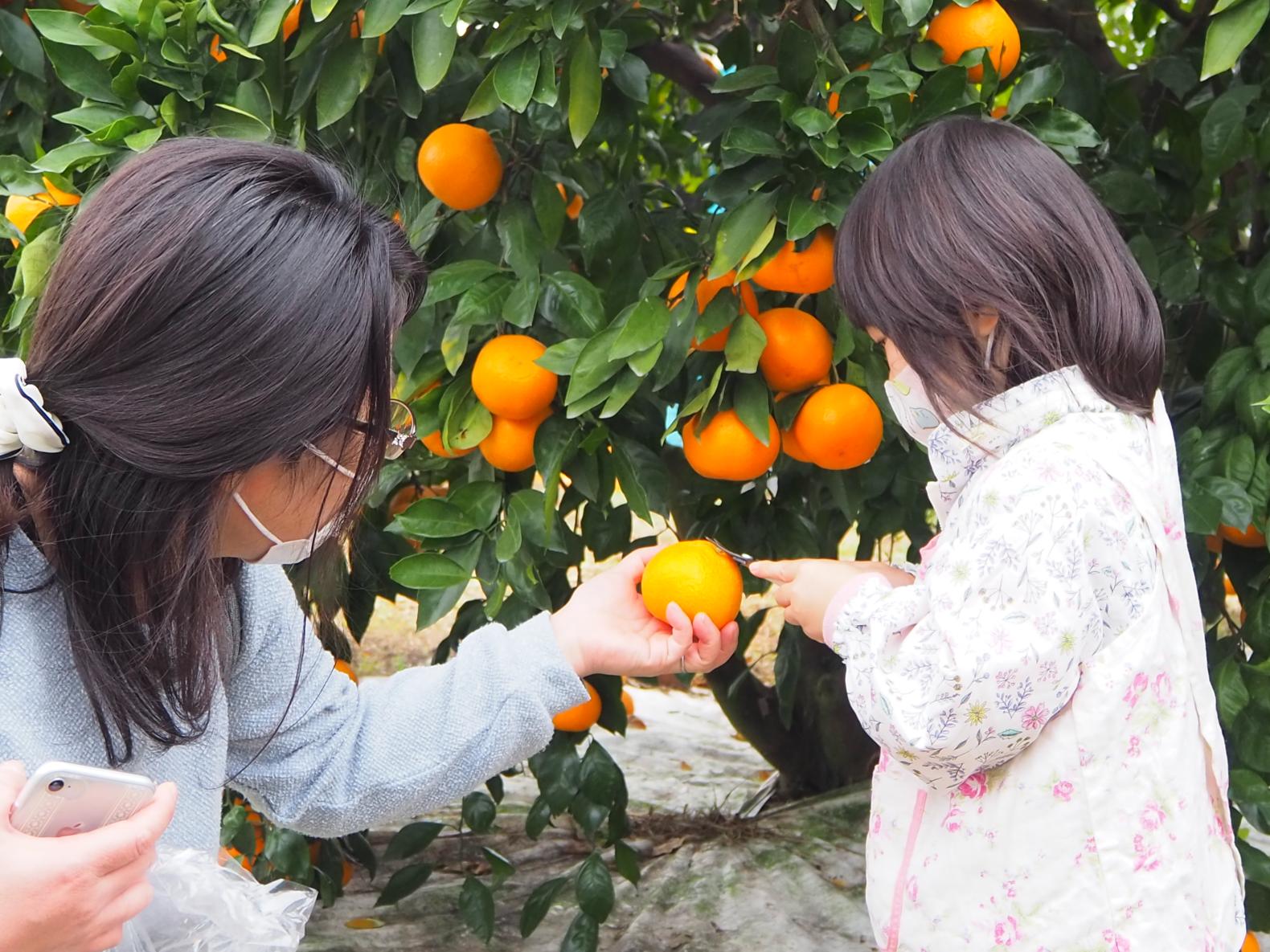＜みやま市での楽しみ方②＞甘くてジューシー！もぎたての山川みかんを堪能しよう-2