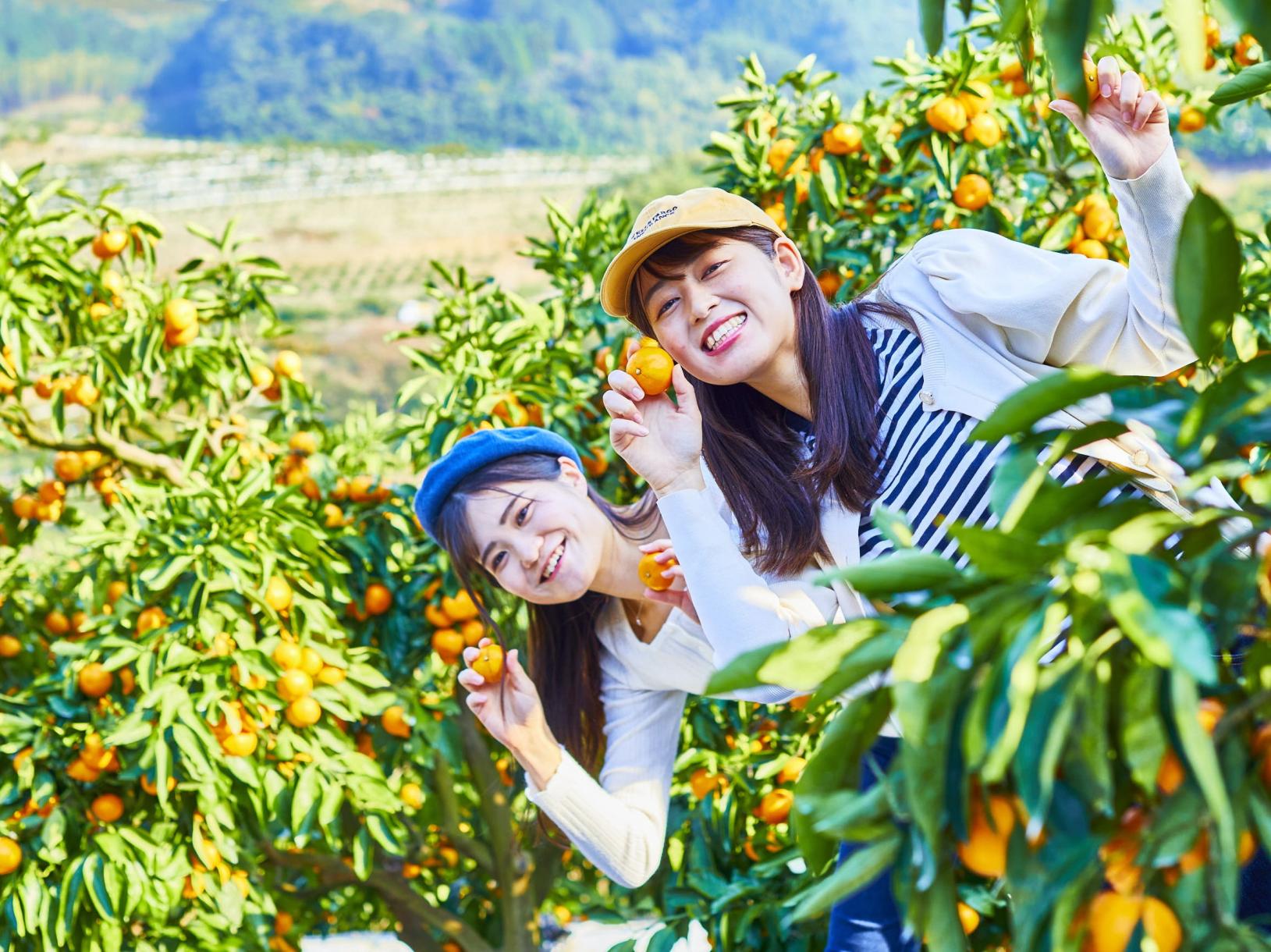 ＜みやま市での楽しみ方②＞甘くてジューシー！もぎたての山川みかんを堪能しよう-3
