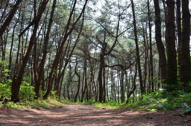 ＜新宮町での楽しみ方➀＞美しい自然がいっぱい！海と山、どちらも満喫しよう-4