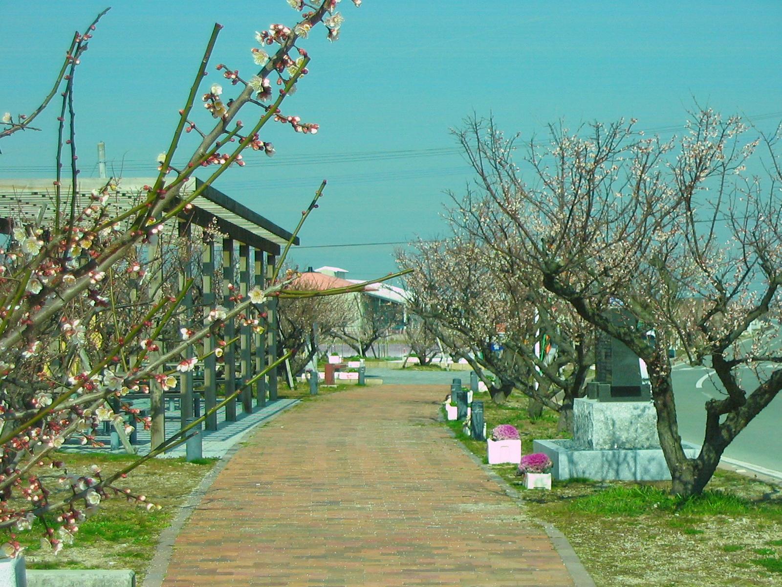 ＜柳川市での楽しみ方➀＞風情あふれる「水郷柳川」を彩る四季折々の風景-6