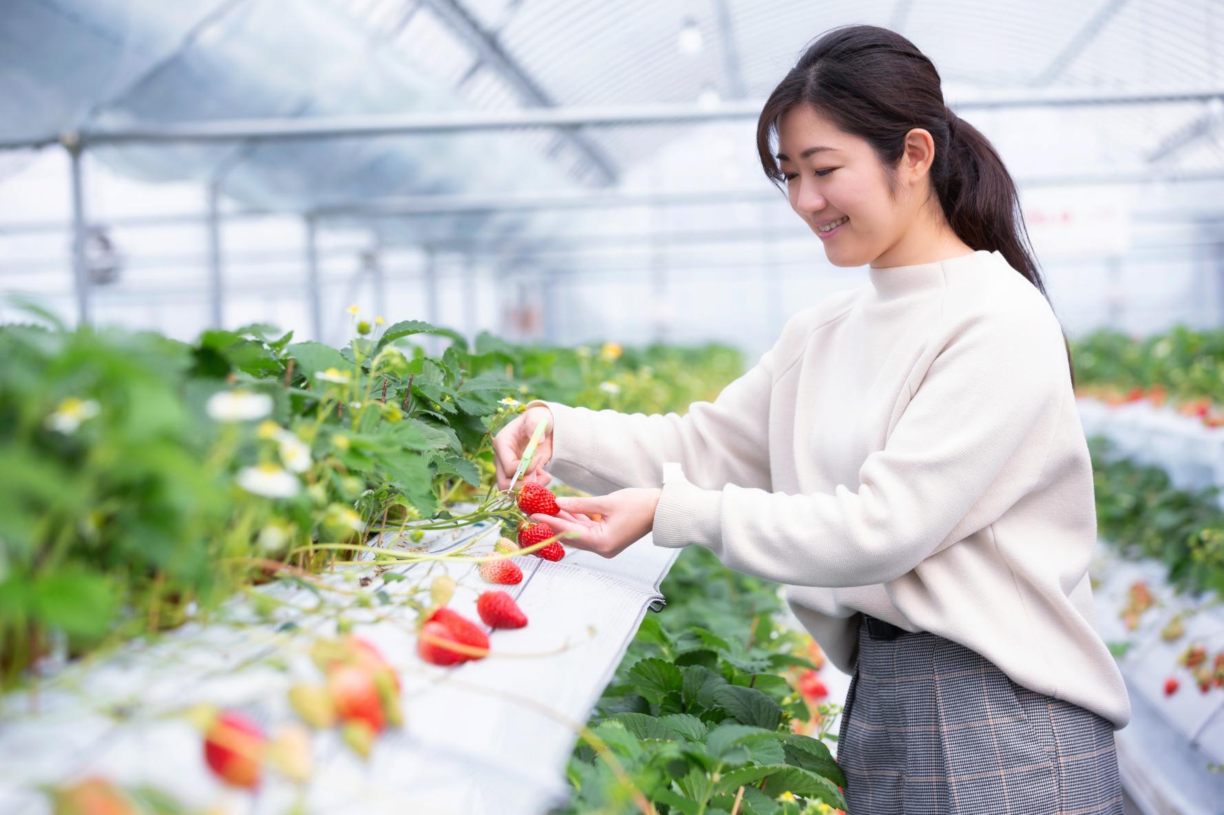 Did you know that fruit picking as a pastime for tourists originated in Fukuoka prefecture?-0