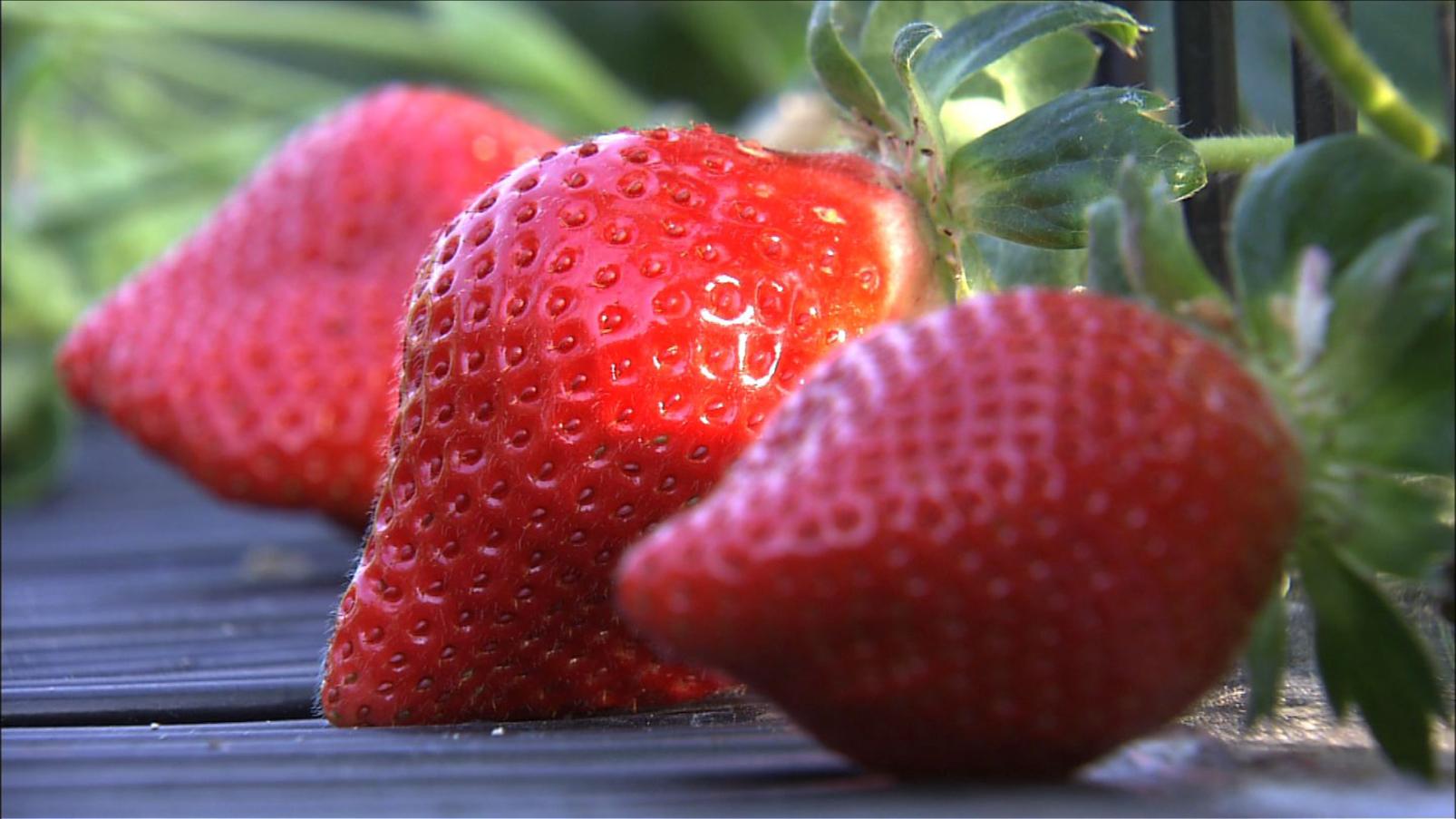 Why not try your hand picking Amaou strawberries, the leading strawberry of the Fukuoka brand!-2