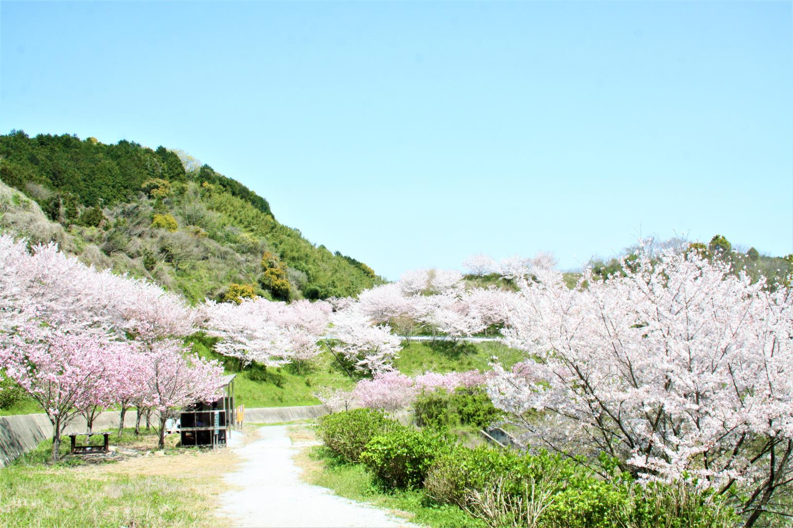 ＜糸田町での楽しみ方➀＞旬の花が織りなす景色を楽しむ-4