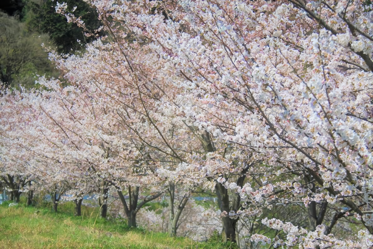 ＜糸田町での楽しみ方➀＞旬の花が織りなす景色を楽しむ-5
