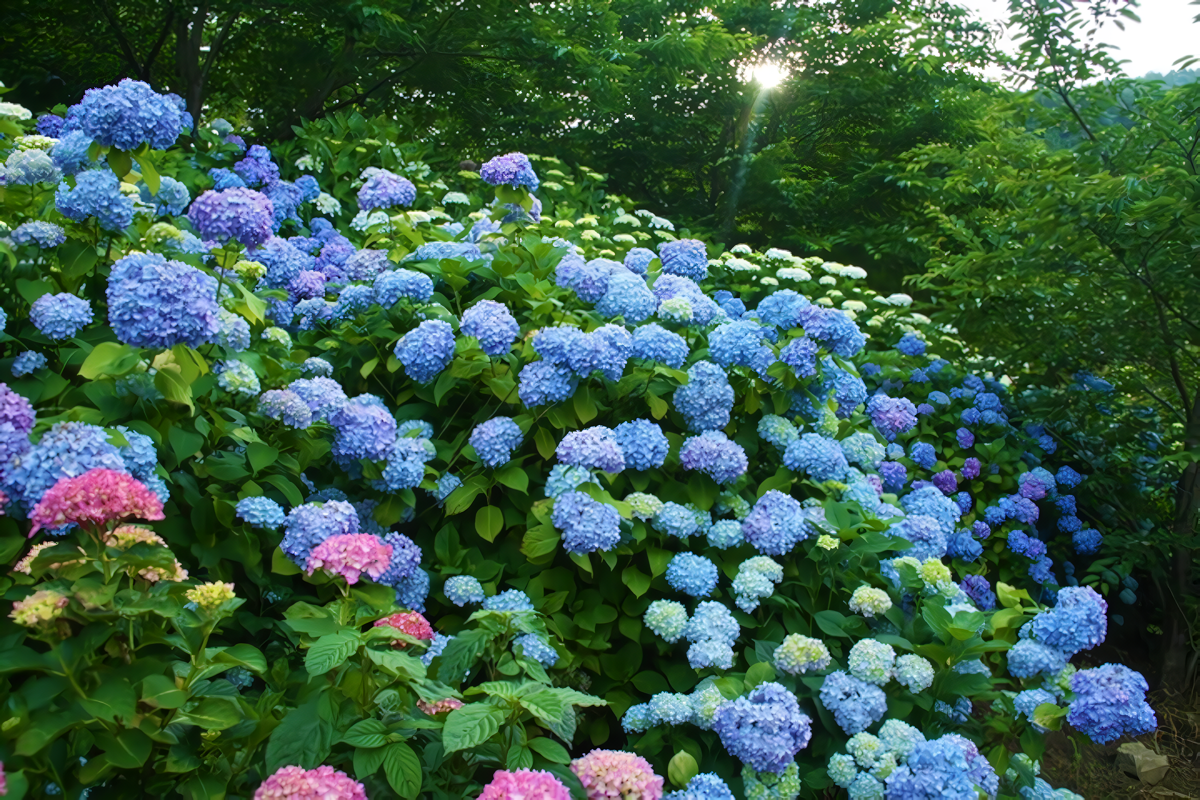 ＜糸田町での楽しみ方➀＞旬の花が織りなす景色を楽しむ-0