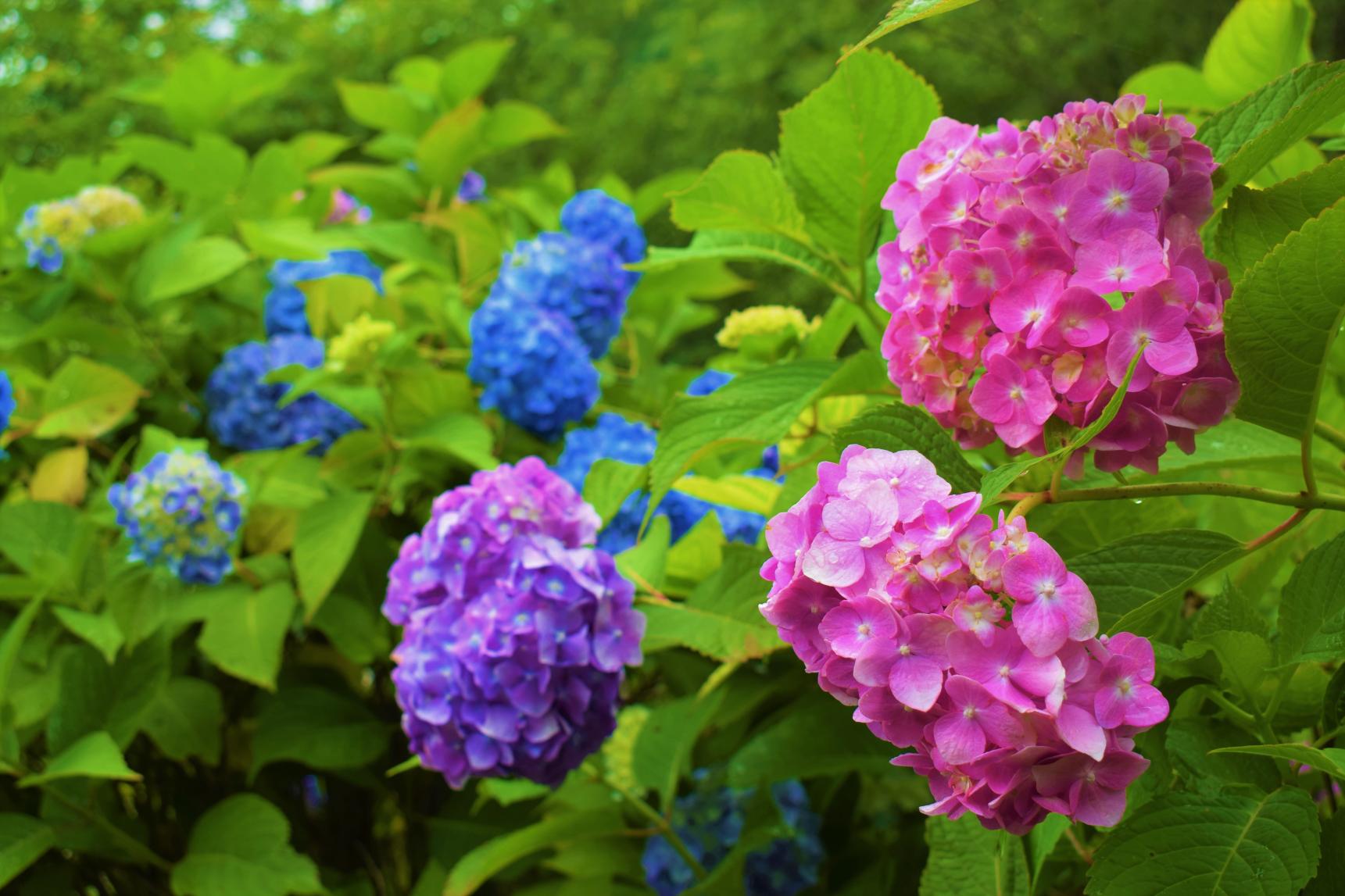 ＜糸田町での楽しみ方➀＞旬の花が織りなす景色を楽しむ-2