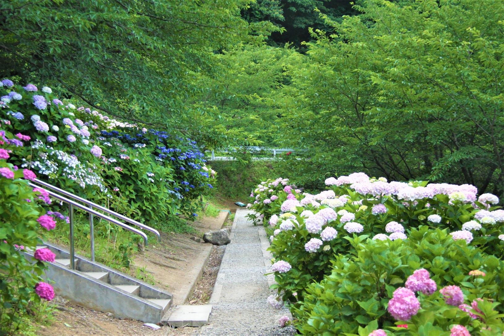 ＜糸田町での楽しみ方➀＞旬の花が織りなす景色を楽しむ-3