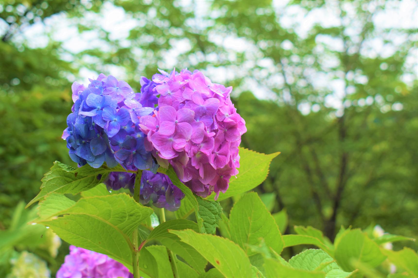 ＜糸田町での楽しみ方➀＞旬の花が織りなす景色を楽しむ-1