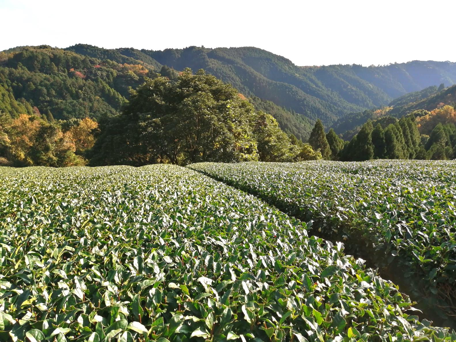 【八女茶にふれる体験プラン②】
シングルオリジンティーの飲み比べ＆オリジナルブレンド緑茶作り体験-8