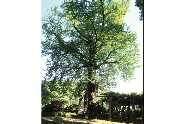 ＜久山町での楽しみ方②＞歴史・文化を感じてみませんか-1