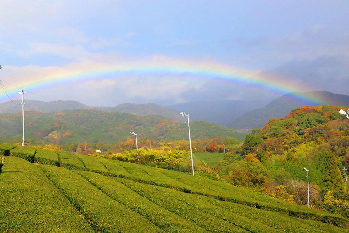 Tea plantations spreading out like a green carpet-2
