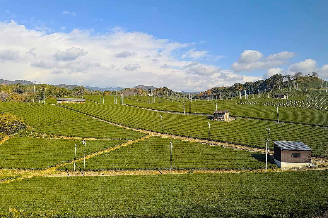 Tea plantations spreading out like a green carpet-1