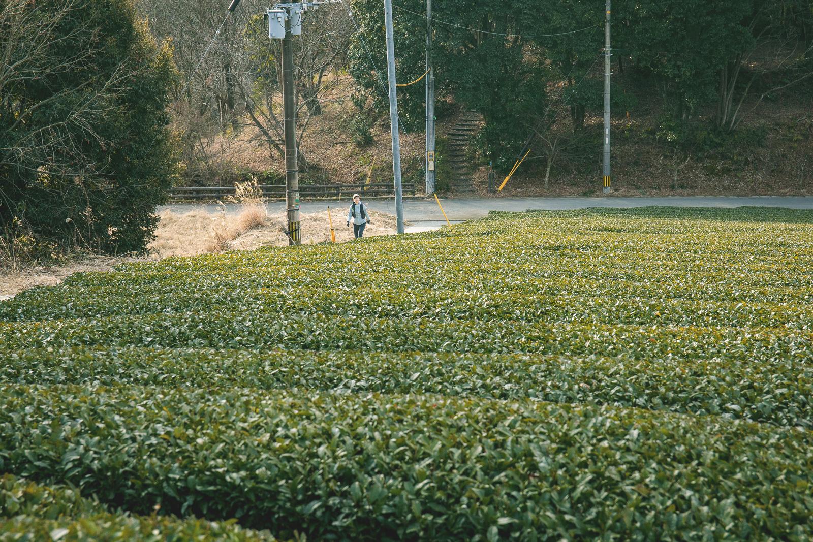 飲むのは息？圧倒的な大茶園の景観-1