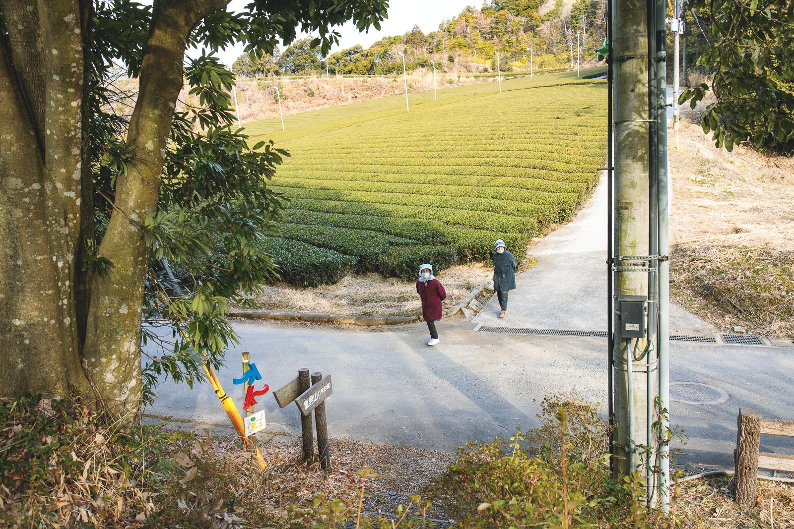 飲むのは息？圧倒的な大茶園の景観-0