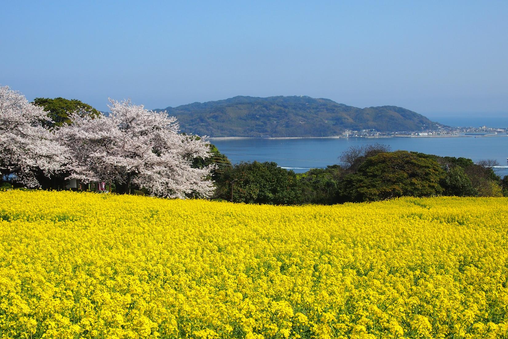 菜の花鑑賞のおすすめスポット-0